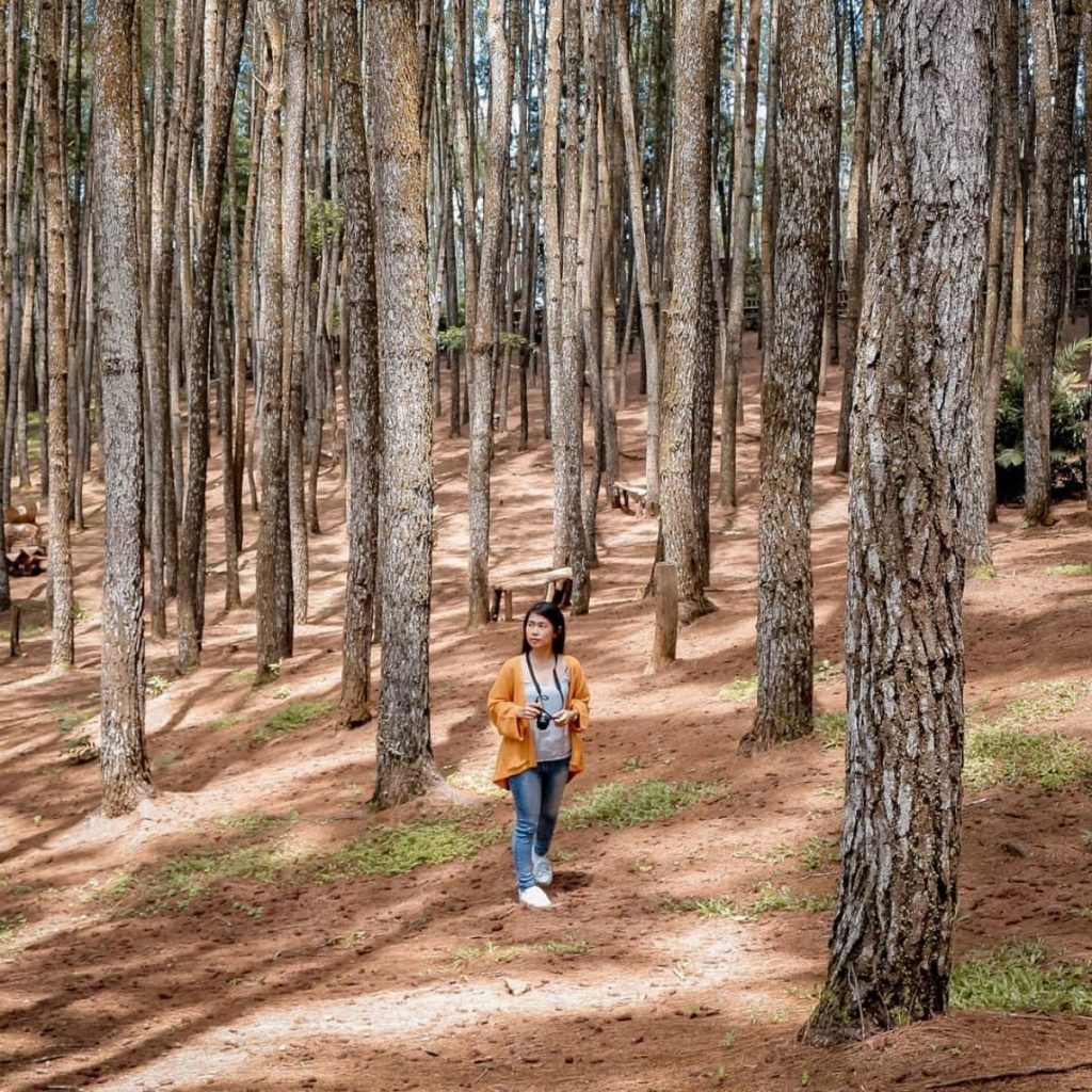 Destinasi Wisata Hutan Pinus Terdekat Untuk Liburan Akhir Pekan