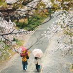 Pembagian Musim di Jepang Berdasarkan Bulan - Sumber Unsplash