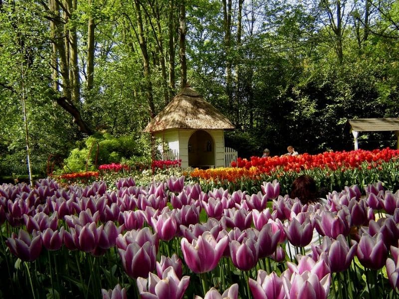 Taman Bunga Tulip di Dunia - Keukenhof Garden, Belanda - Sumber Wikipedia