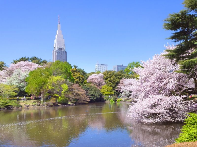 Tempat Terbaik Melihat Bunga Sakura di Tokyo, Jepang: Taman Shinjuku Gyoen - Sumber: Wikimedia