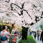 10 Tempat Terbaik Melihat Bunga Sakura di Tokyo, Jepang (2020) - Sumber Unsplash
