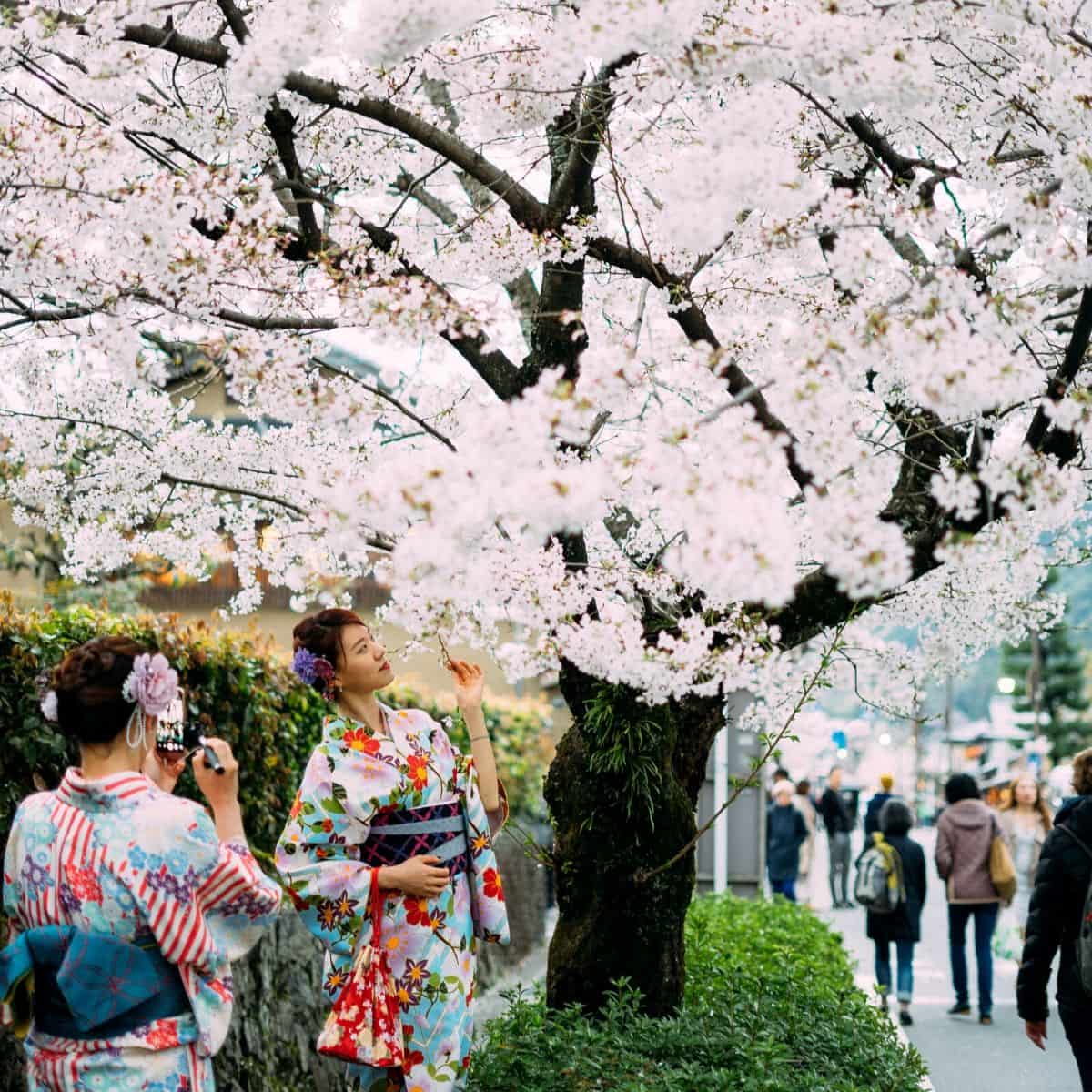 Ini Dia 10 Tempat Terbaik Melihat Bunga Sakura Di Tokyo