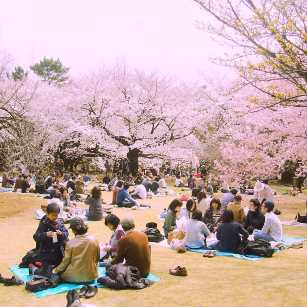 13 Prediksi Jadwal Musim  Sakura  di  Jepang  2022 Kapan dan 