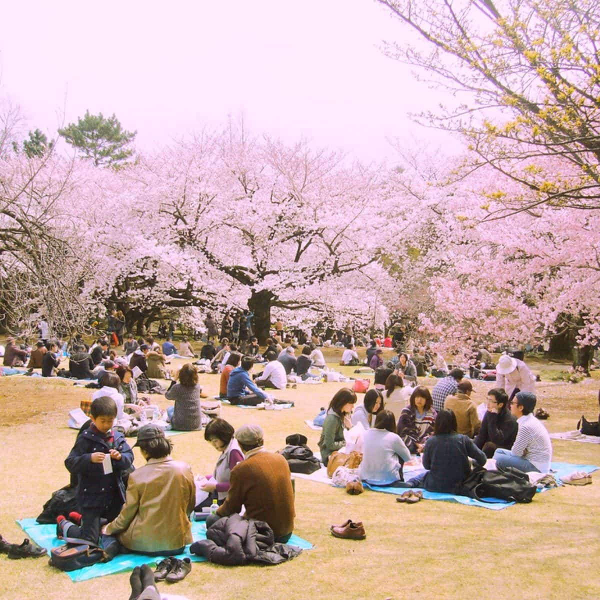 13 Prediksi Jadwal Musim Sakura Di Jepang 2020 Kapan Dan Di Mana