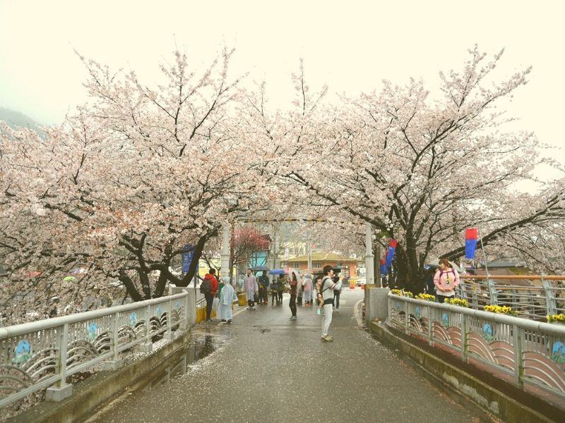 Hwagae Market Cherry Blossom Festival