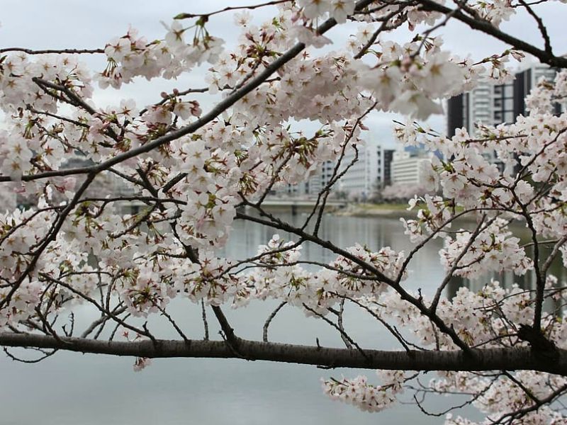 Prediksi Mekarnya Gekkou Sakura di Kochi, Jepang - Sumber Piqsels