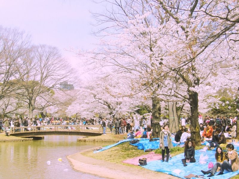 Tempat Terbaik Melihat Bunga Sakura di Tokyo, Jepang: Taman Yoyogi Koen - Sumber: Flickr