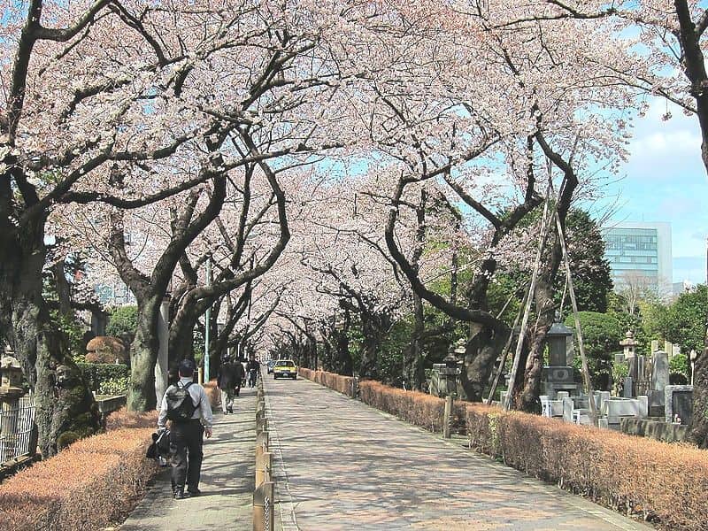 Tempat Terbaik Melihat Bunga Sakura di Tokyo, Jepang: Pemakaman Umum Aoyama - Sumber: Wikipedia