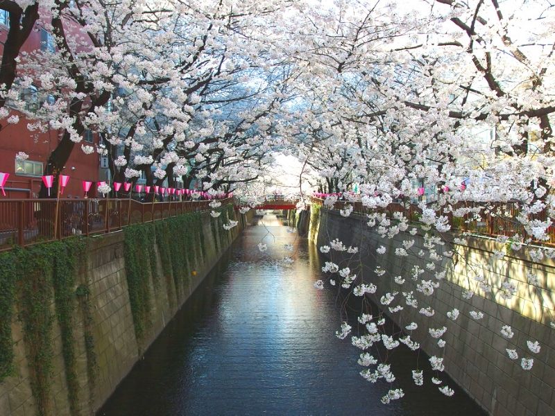 Tempat Terbaik Melihat Bunga Sakura di Tokyo, Jepang: Meguro River - Sumber Flickr
