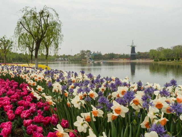 10 Spot Terbaik Melihat Festival Taman Bunga Tulip Eropa 