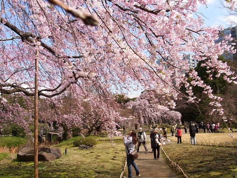 Tempat Terbaik Melihat Bunga Sakura di Tokyo, Jepang: Taman Koishikawa Korakuen - Sumber Wikimedia