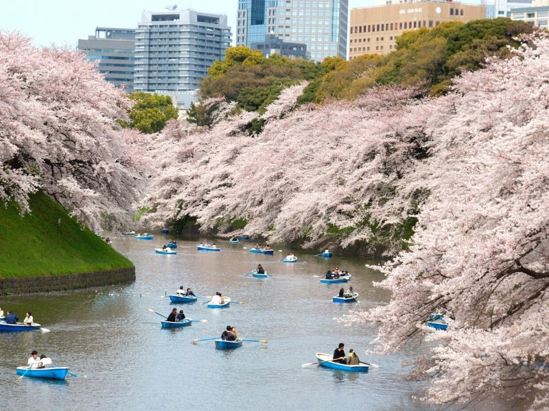 Spot Sakura Tokyo: Chidorigafuchi - Sumber Wikimedia