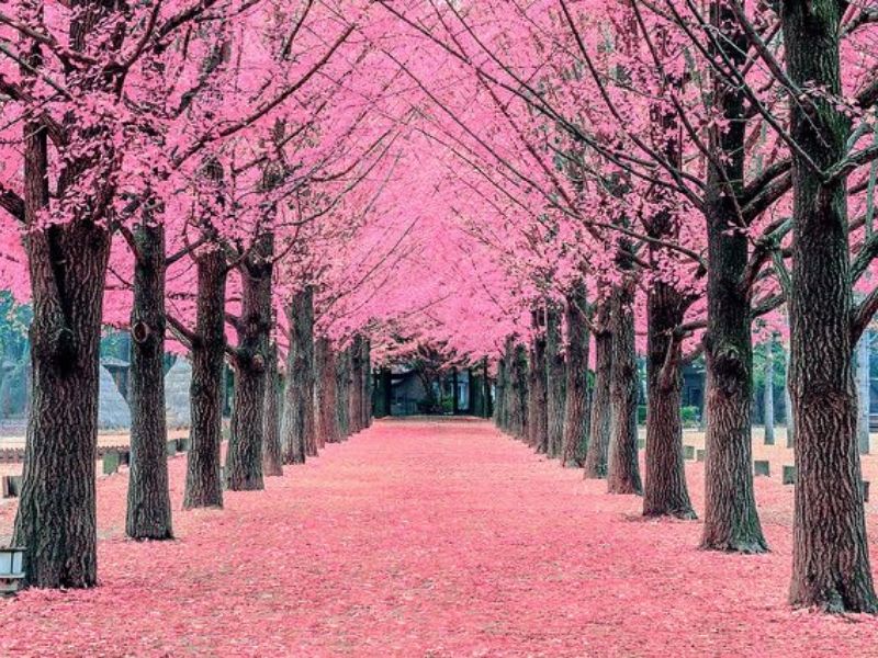 Nami Island Cherry Blossom Festival