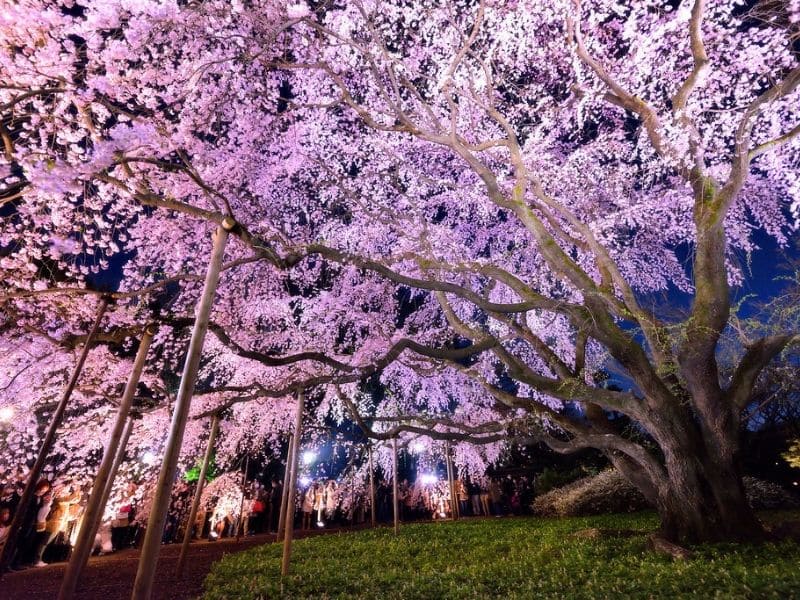 Taman Rikugien Tokyo - Sumber Flickr