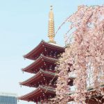 Panduan Itinerary Menikmati Musim Sakura di Jepang Tahun 2020 - Sumber Unsplash