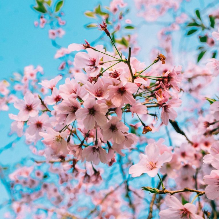 Selain Jepang, Kamu Bisa Melihat Bunga Sakura Mekar di 13 Negara Ini! - Sumber Unsplash
