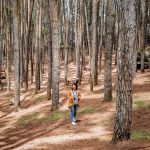 Hutan Pinus Mangunan Bantul Yogyakarta - Instagram syasyaarisya