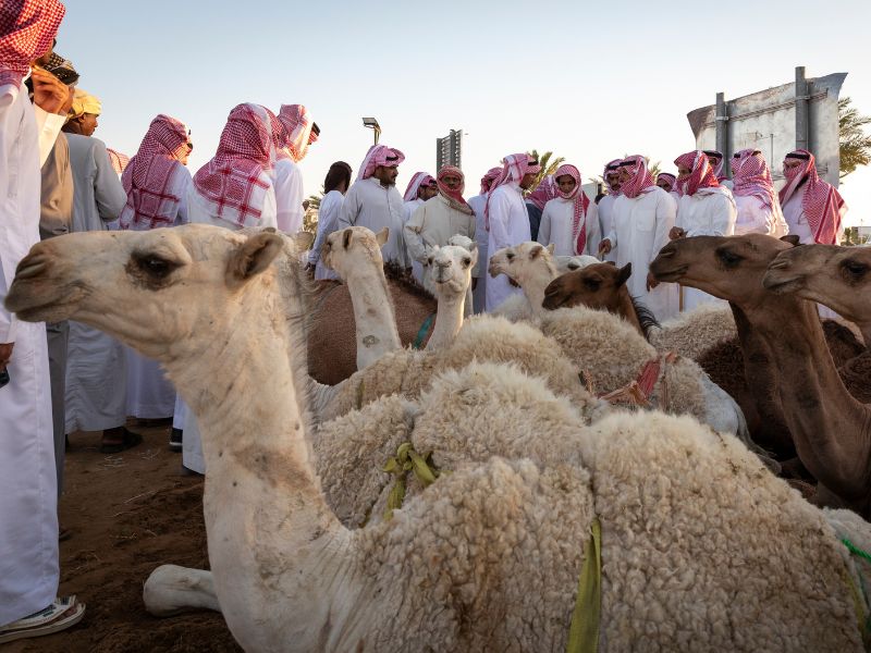 Balap Unta di Camel Market Buraydah
