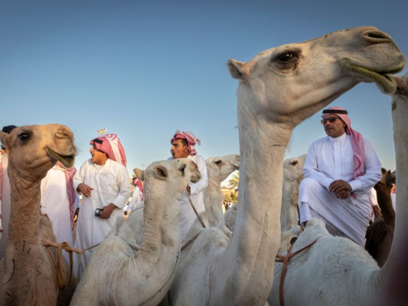 Pengalaman Budaya Unik di Camel Market Buraydah