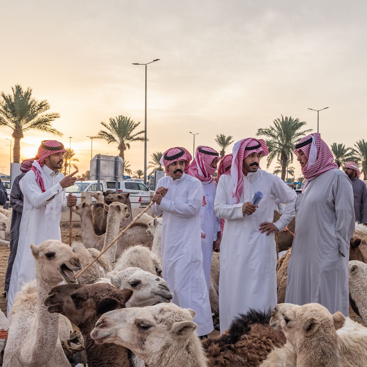 Menjelajahi Camel Market Buraydah, Pasar Unta Terbesar di Dunia