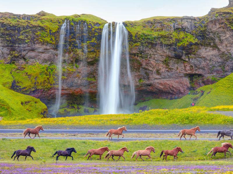 Seljalanfoss, Air Terjun Terindah di Islandia