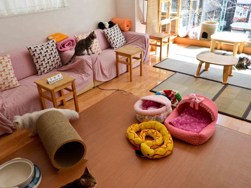 Kafe Kucing di Jepang