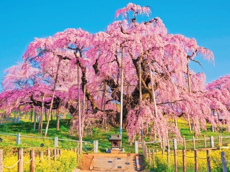 Prediksi Sakura Fukushima – Miharu Takizakura