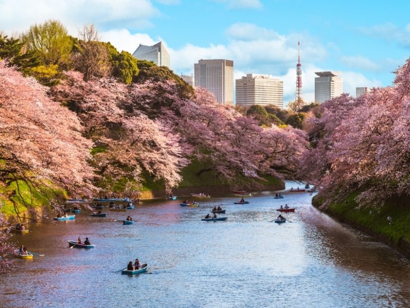 Sakura Tokyo – Chidorigafuchi