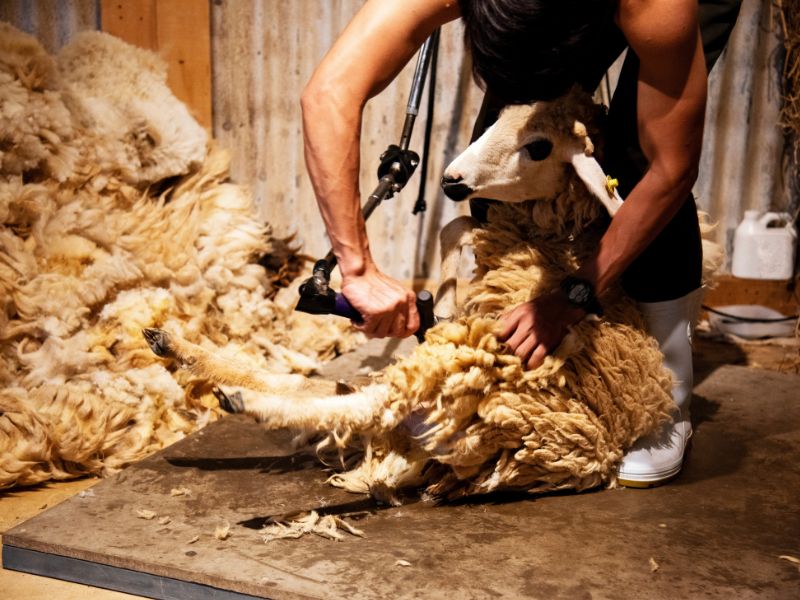 Menonton Farm Show yang Seru dan Edukatif