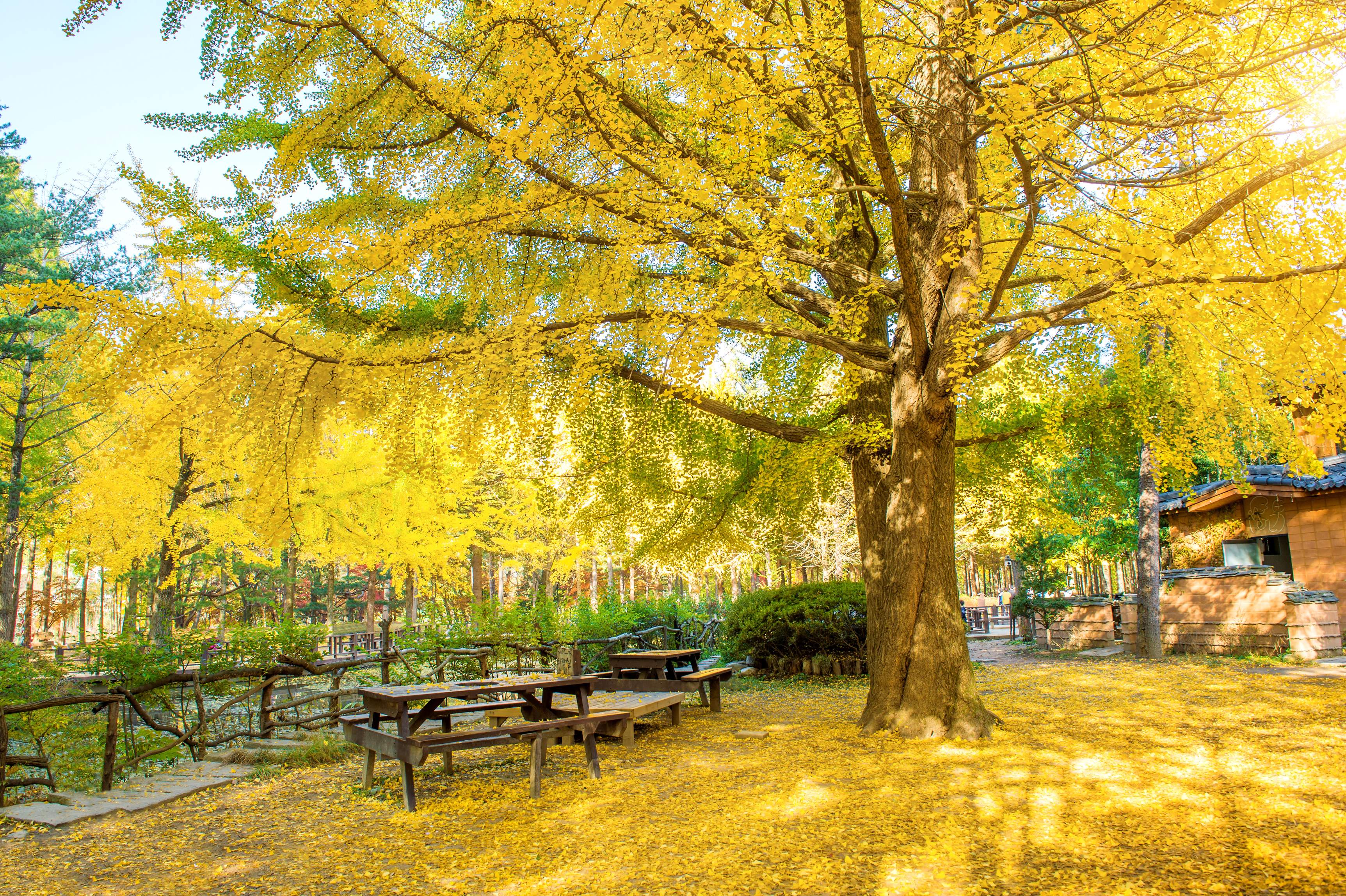 Budget liburan ke Korea mulai dari 7 jutaan bisa ke Nami Island